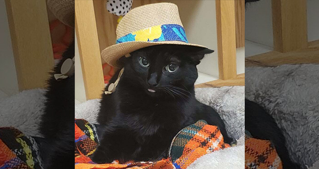 Priscilla